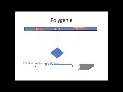 Chrashkurs Genetik - Begriffe - Pleiotropie und Polygenie