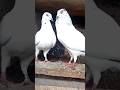 Andhra High temper #trending #trendingshorts #trendingreels #viral #viralreels #viralshort #pigeon