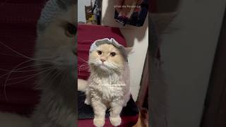 To My Cat You Are The One Who Makes Me Happy persiancat