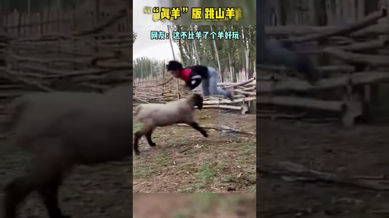 “真羊”版跳山羊，网友：这不比羊了个羊好玩？ - YouTube