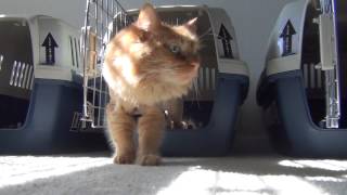 3 Miniature Lions Travelling With Ppr