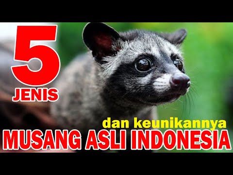 JENIS MUSANG ASLI INDONESIA & KEUNIKANNYA | Indonesian Kind of Civets and Their Uniqueness