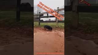 Twitter.com/buitengebieden_/They need this Dog at the Suez Canal immediately...