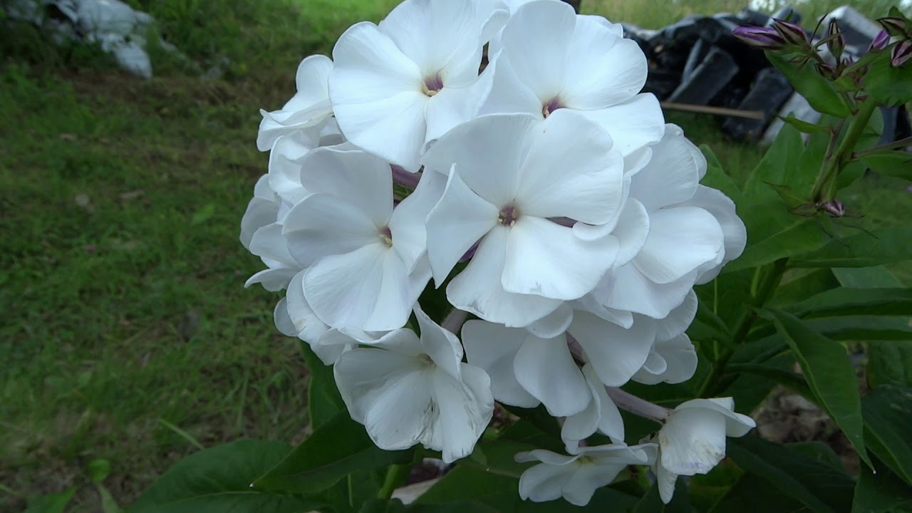 Флокс БАЛЕТ | обзор, описание, цветение, отзыв.