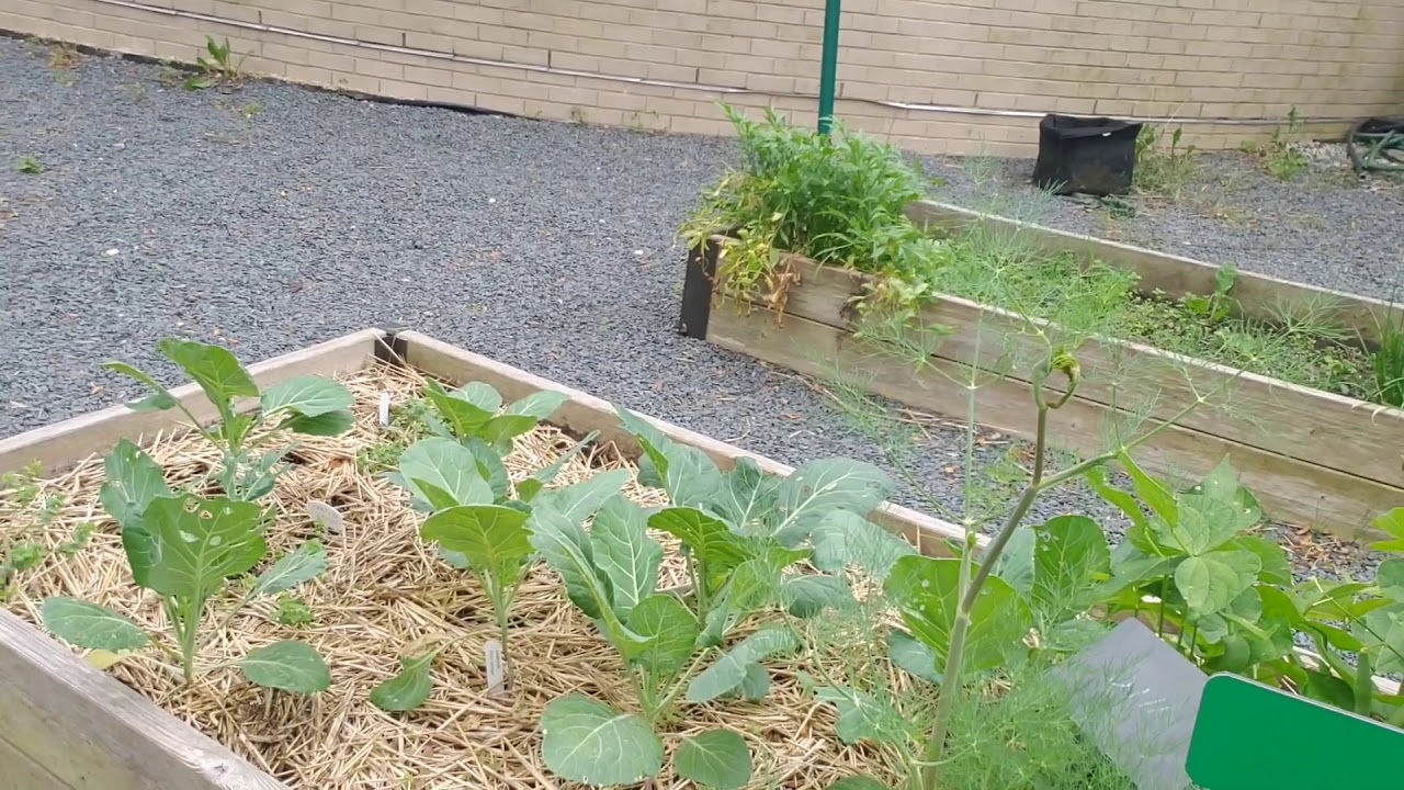 Littlebrook School Garden Fall Tour Part One YouTube