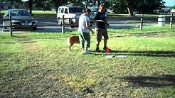 Austin Dog Training Class-Loose Leash Walking