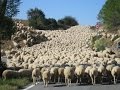 Rebaño de ovejas #MASCOTASYANIMALES