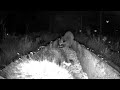Wet &amp; Wild: Baby Raccoons Turn the Feeder into a Playground