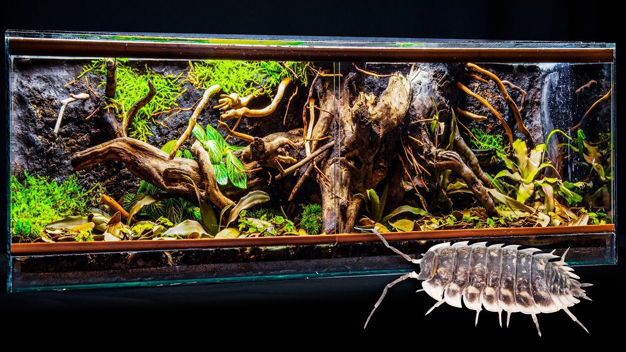 Isopod Tree Root Forest Vivarium with Easy Clay Background