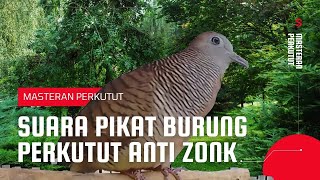 suara pikat burung perkutut anti zonk