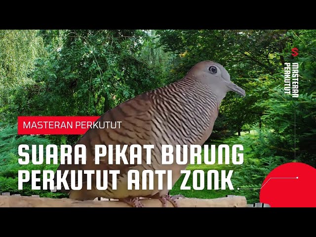 suara pikat burung perkutut anti zonk class=