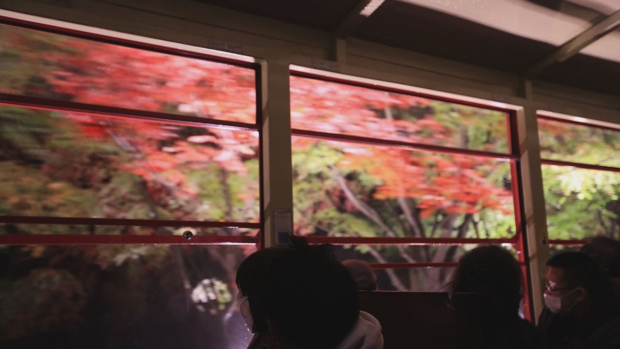 嵯峨野トロッコ列車の紅葉21年の見頃時期とライトアップ情報