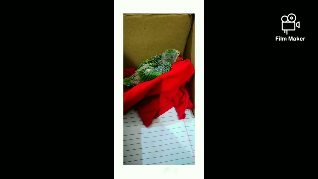 My parrot . Creative Ananya