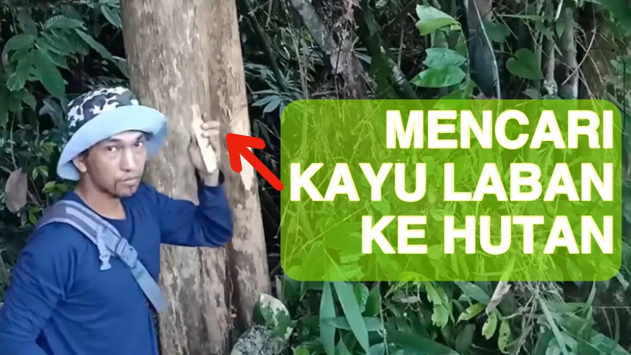 MENCARI KAYU  LABAN  KE HUTAN YouTube