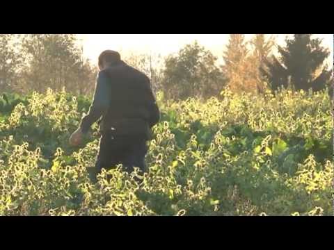 Ilūkstes novadā audzē brokoļus un ziedkāpostus