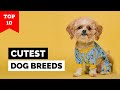 Top 10 cutest dog breeds in the world