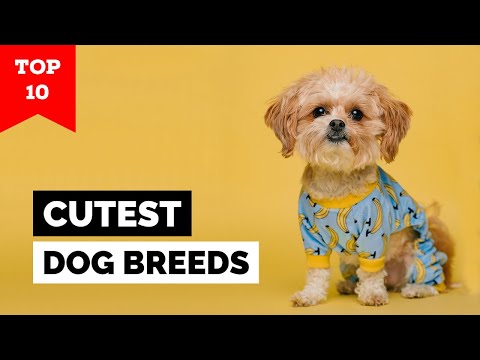 Video: Najsladšie päť malých, našuchorených plemien psov
