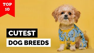 Top 10 Cutest Dog Breeds in the World