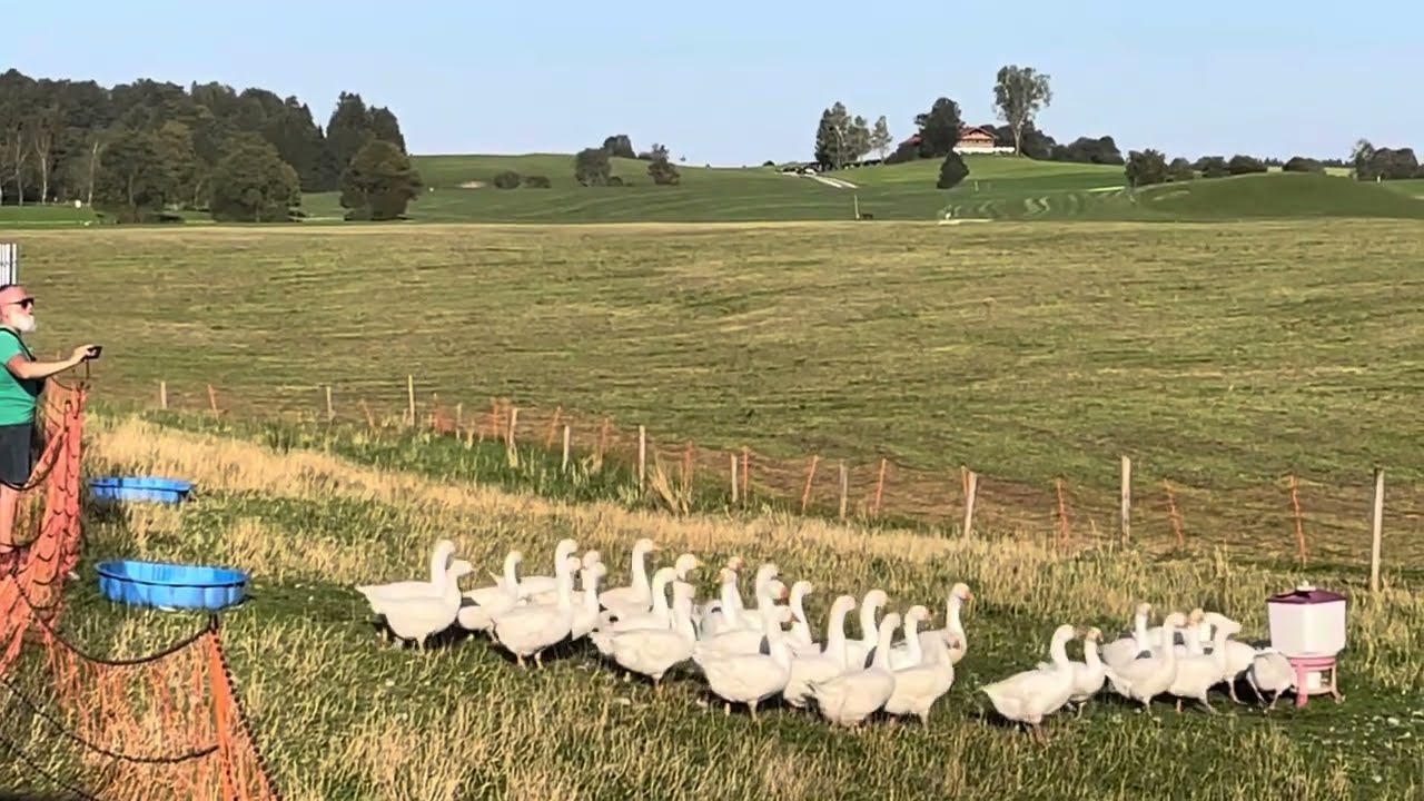 Gänse beim Klosterbräustüberl Reutberg