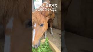 生牧草で元気になれよ #クローバー牧場  #生牧草バンククラウドギフティング #馬へのギフト