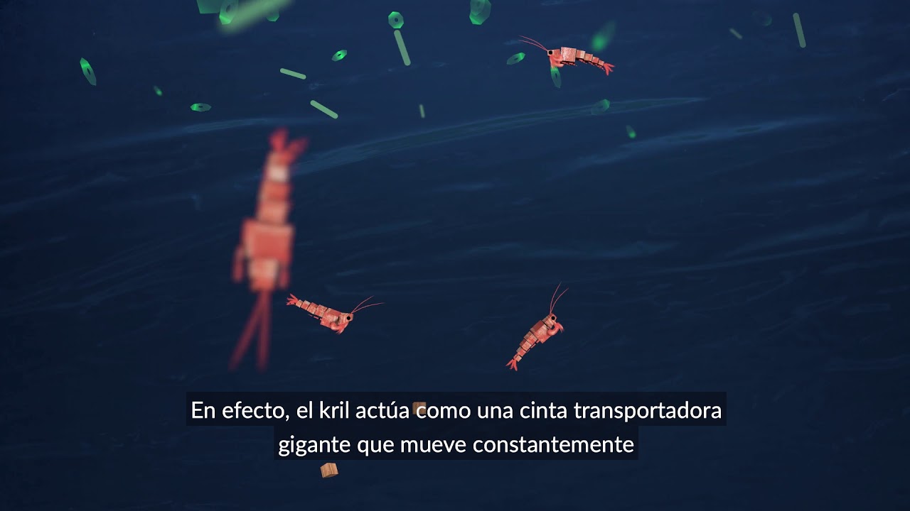 PASO Krill Animation Spanish Captions YouTube