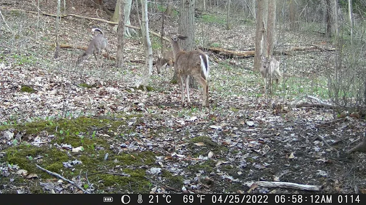 Whitetail Buck stands and plays in Mock Vine Scrape