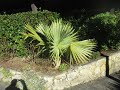 Sabal Rosei Palm Tree Of The North Pacific Update Sabal Rosei Palm Tree Of The North Pacific Update