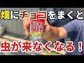 今話題の″畑にチョコをまく″と虫が来なくなる件についてプロ農家がお話しします【家庭菜園】