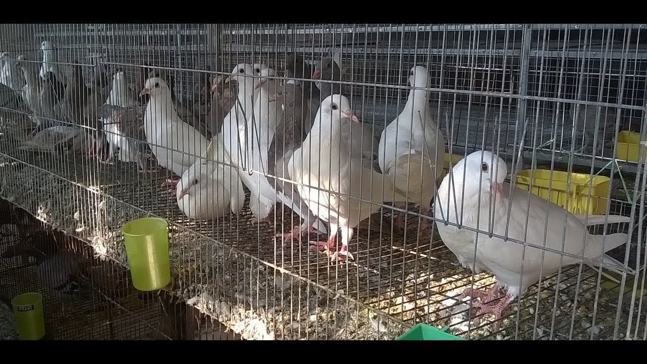 Kỹ Thuật Nuôi Chim Bồ Câu Trên Sân Thượng