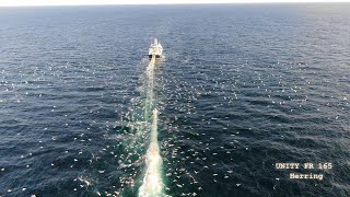 Herring hauling &amp; pumping (birds eye view) in 4k