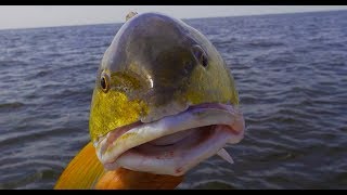 BULL RED {Catch Clean Cook} Bar-B-Q Redfish on the HALF SHELL!