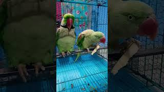 mithu talking#cute parrot#yt short video#nonstoptalkingparrot #birds short video#