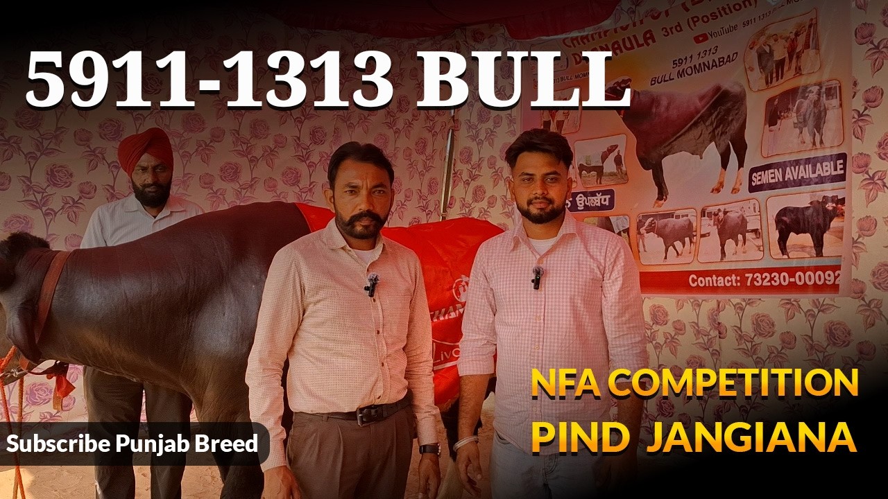 5911-1313 Bull ! - NFA ਮੇਲਾ ਜੰਗੀਆਣਾ 2026 | Punjab Breed Live Stream