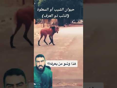 حيوان الشيب