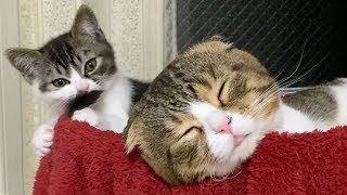 お昼寝中に舌が出ちゃった！【パパ猫・子猫】