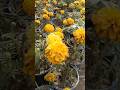 Subhan Allah| Beautiful Flowers🌸🌺🌻🌹🌷🌼💐#shorts #viralvideo #trending #flowers