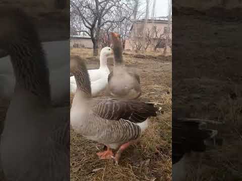SİZCE BU KAZLAR