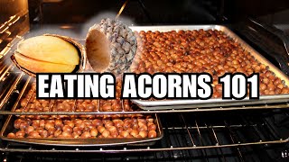 Eating Acorns How To Forage, Store, And Cook