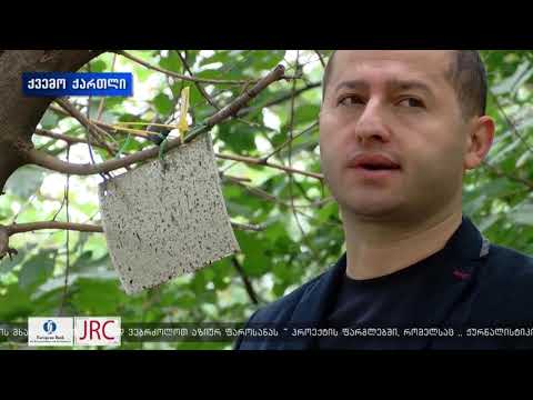 ქვემო ქართლში აზიური ფაროსანას დაფიქსირების ერთეული შემთხვევები გავრცელებას არ ნიშნავს