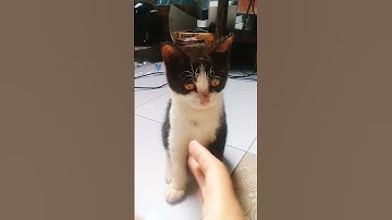 Today Im playing rock paper scissors with my cat MEME