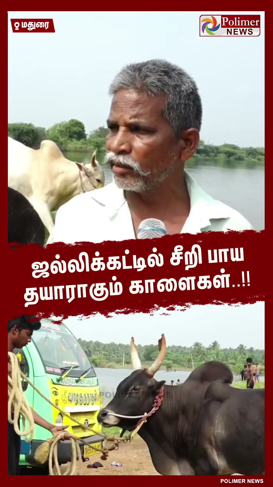 ஜல்லிக்கட்டில் சீறி பாய தயாராகும் காளைகள்.. #shorts | #jallikattu2025