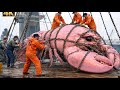 How Fishermen Make $500,000 in One Week Catching Monster Lobsters | Deep Sea Harvest