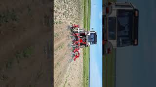 Same 80 Ayçiçeği Ara Çapalama