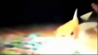 Hi im bob im a goldfish 1 hour version