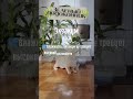 Вы ЭТО слышали про ЭКЗАКУМ? #shorts  #интерьер #дом #цветы #растения #факты #позновательно