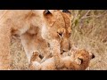 lion cub playing with their parents