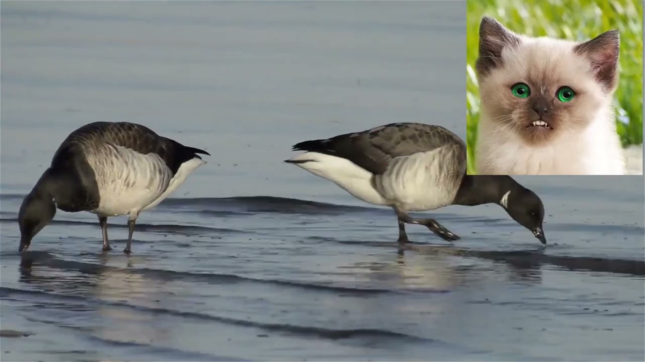 Черная казарка Branta bernicla