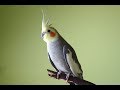 Ninfa/Cacatúa. Canto - Cockatiel Bird Song - Cockatiel Bird Call - Nymphicus Hollandicus