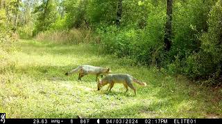 Gray foxes stopping by for afternoon snack  Beautiful to see in daylight