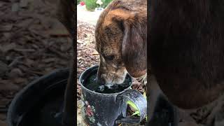 Slurp, slurp, slurp #asmr #thedoghouseaustralia #beagle #dog #rescuedog #shelterdog #slurp #drinking